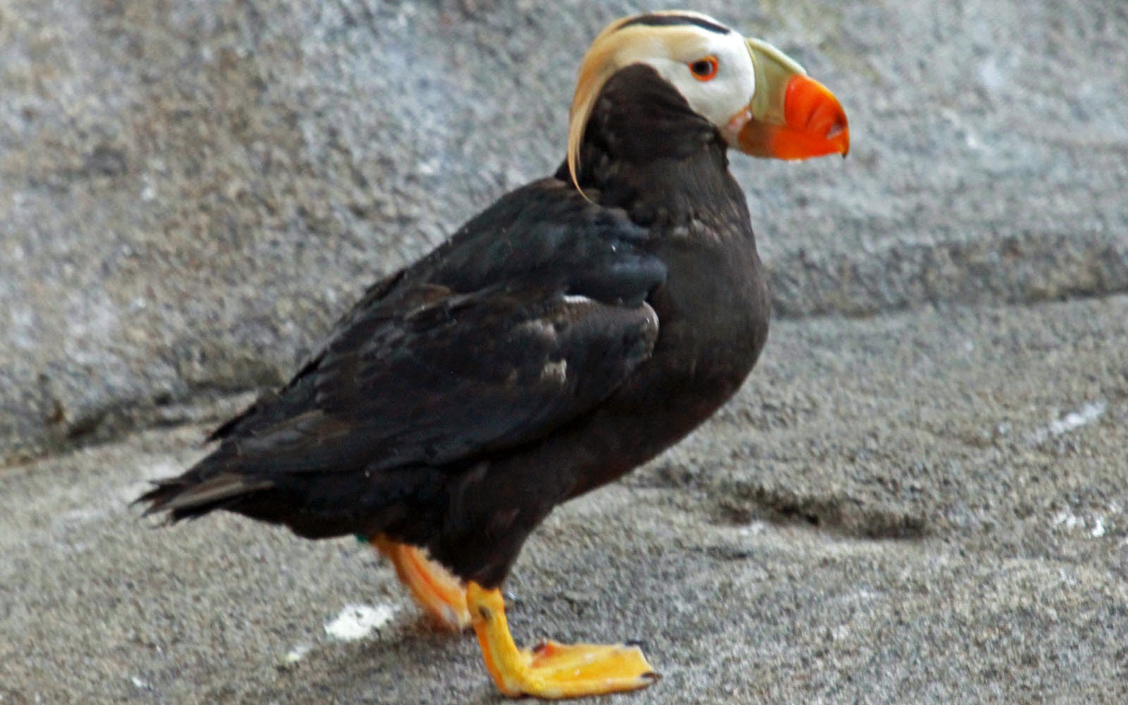 Tufted Puffin Wallpapers