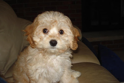 Cavachon Puppies on Cavachon Puppies