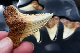 shark factivity shark teeth