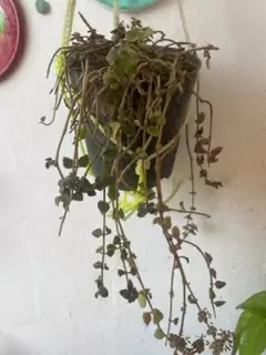 Tangled heart  plant,grow care,propagating