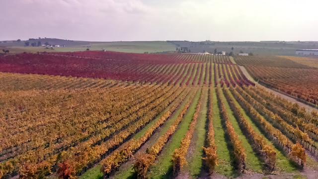 Vinhos do Alentejo 