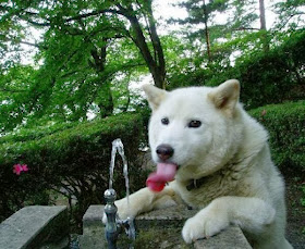 Cute dogs - part 4 (50 pics), dog pictures, dog drinks from fountain