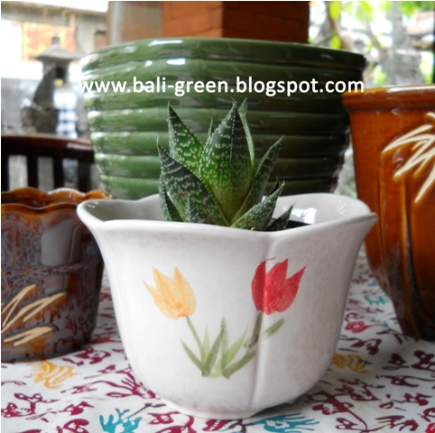  Harga  Tanaman Pot  tanamanbaru