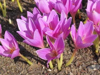 autumn crocus : Colchicine autumnale