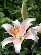 The genus Lilium are herbaceous flowering plants growing from bulbs.