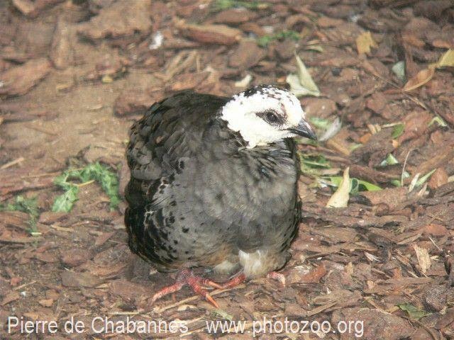 White faced Partridge