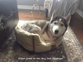 Cute dogs - part 6 (50 pics), a dog sits on cat's bed