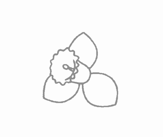 Cara Menggambar Bunga Bakung (Lily) - Contoh Anak PAUD