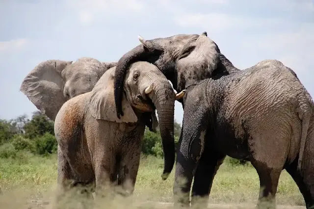 Los elefantes son capaces de recordar el olor de sus parientes por más de 10 años