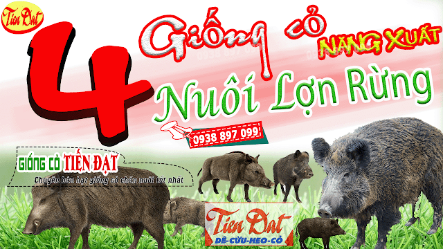 Top 4 loại giống cỏ nuôi lợn rừng tốt nhất HIỆN NAY