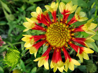 YELLOW RED FLOWER