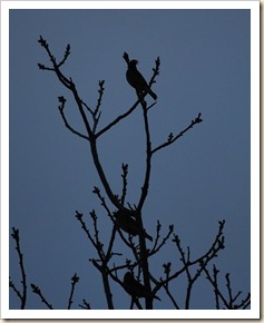 cedar wax wing