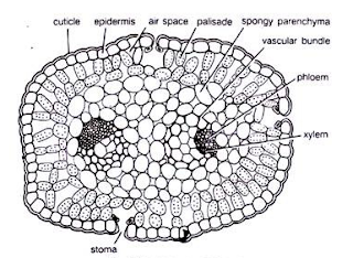 T.S. of Leaf