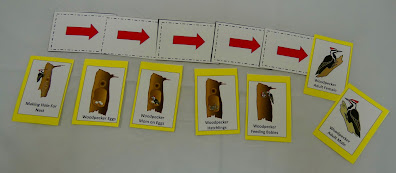 life cycle of a woodpecker