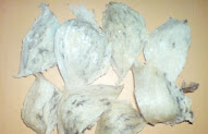 Ide 36+ Bird Nest Walet