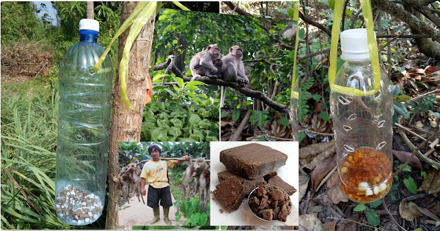 Petua Berkesan Halau Monyet Yang Mengganggu Tanaman Anda 