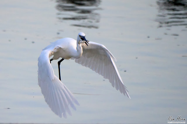 Egret and Fish