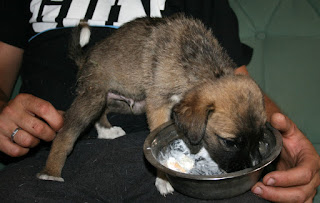 Teddy gets his first meal