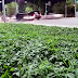 LOLS... Council ‘Accidentally’ Plants Marijuana In City Centre Flowerbeds