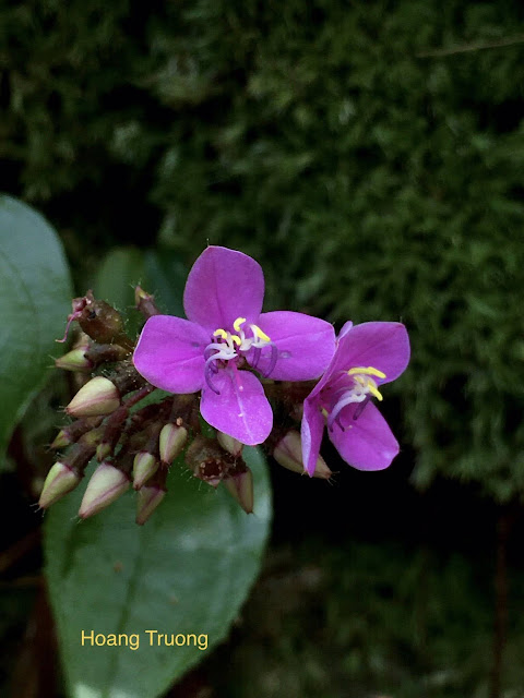 Phyllagathis phamhoangii