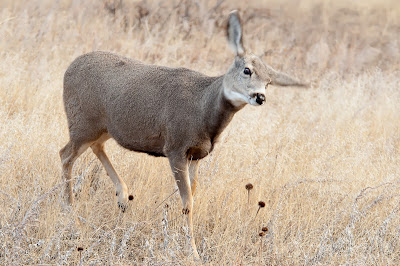 Wind Cave National Park Mule Deer