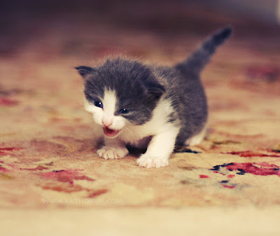cute kitten wallpaper. little and cute kitten