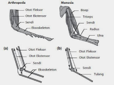 Hubungan antartulang dan sendi pada Arthropoda dan manusia