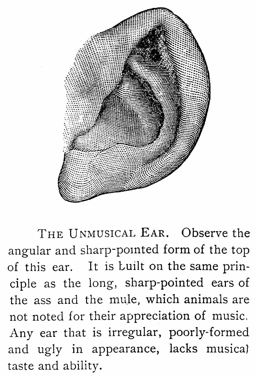 1888 physiognomy, The Unmusical Ear, Any ear that is irregular, poorly formed and ugly in appearance lacks musical taste and ability