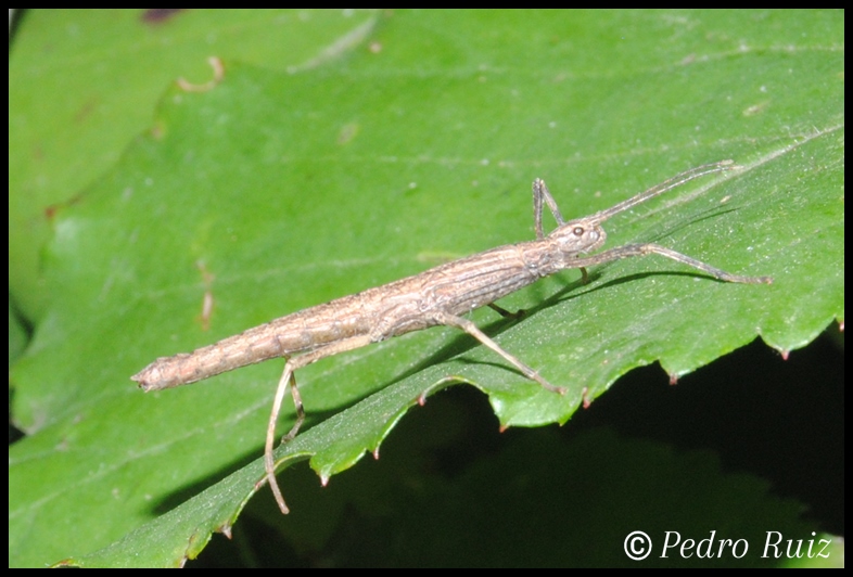 Ninfa hembra L2 de Tisamenus serratorius, 2,6 cm de longitud