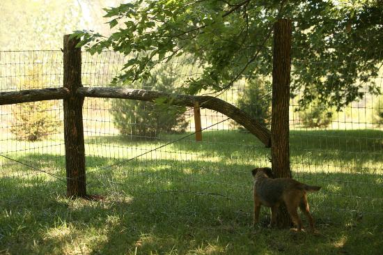 Dog Fencing Ideas6