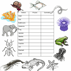 animal_phylum_chart