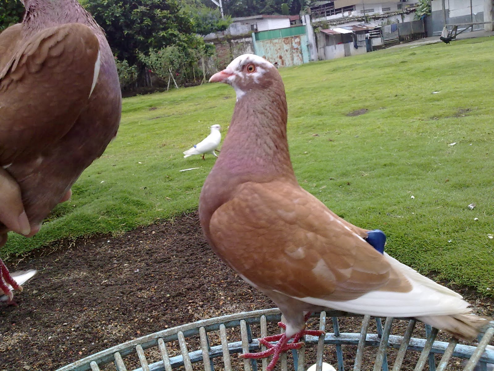 Wallpaper Burung Merpati Aduan