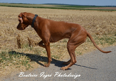 Magyar Vizsla steht vor