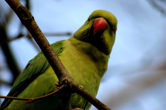 Pet Birds Parakeets