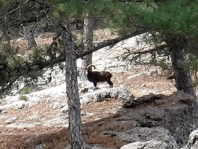 Tranco del Lobo