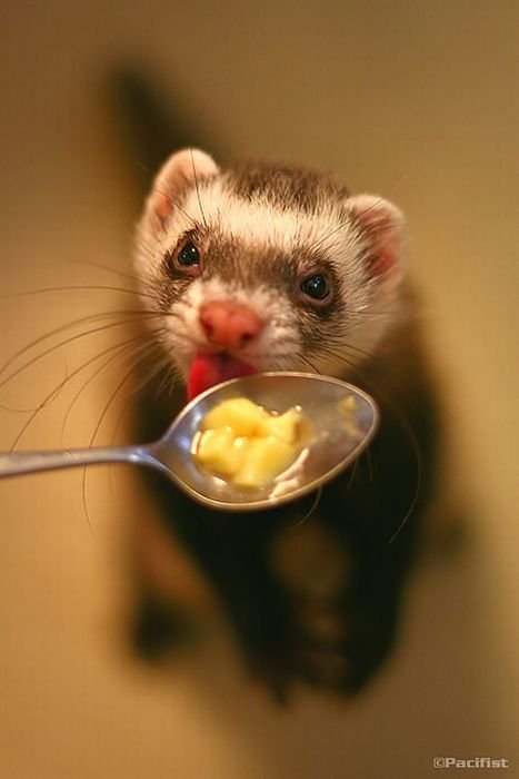 Beautiful Ferrets Images | Beautiful & Cute Photos Of Ferrets Seen On www.coolpicturegallery.us