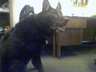Ivor sitting with ears pricked, asking for a treat