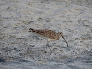 Courlis corlieu - Numenius phaeopus