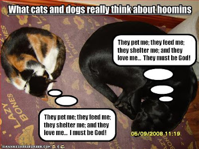 very funny dogs and cats. very funny dogs and cats.