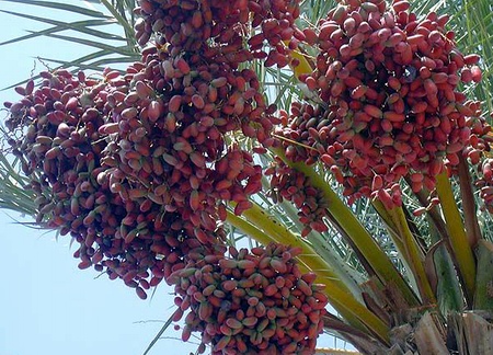 tamr tamer yang kurma dalam kurma dalam atau bahasa buah arab buah arab  bahasa