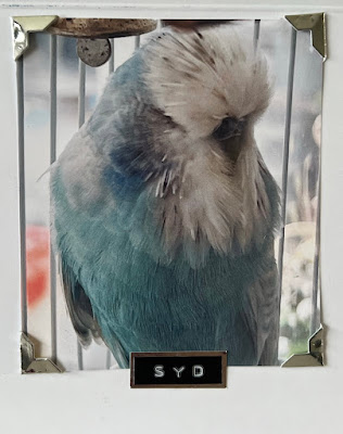 My Budgie Syd