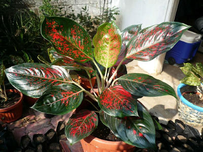 Aglaonema