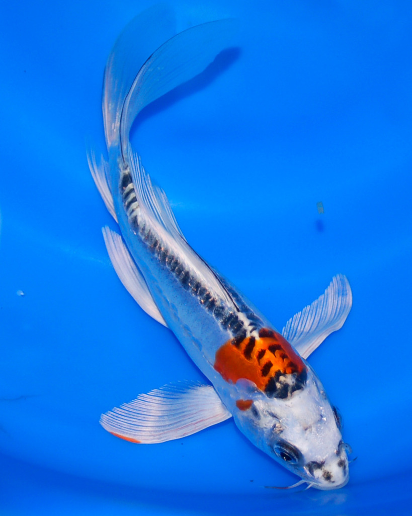 The Blackwater Blog: Butterfly Koi For Sale at Blackwater Creek Koi Farms