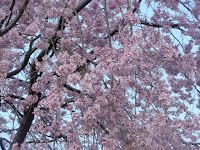 春桜のころ、美しい景観を魅せる