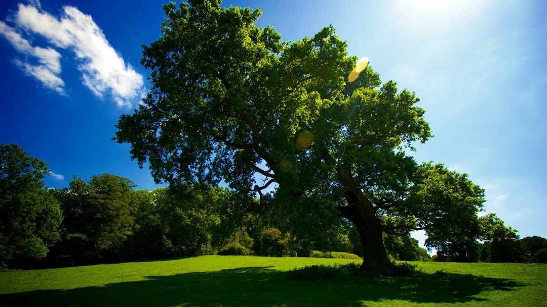 Green Tree hd wallpaper