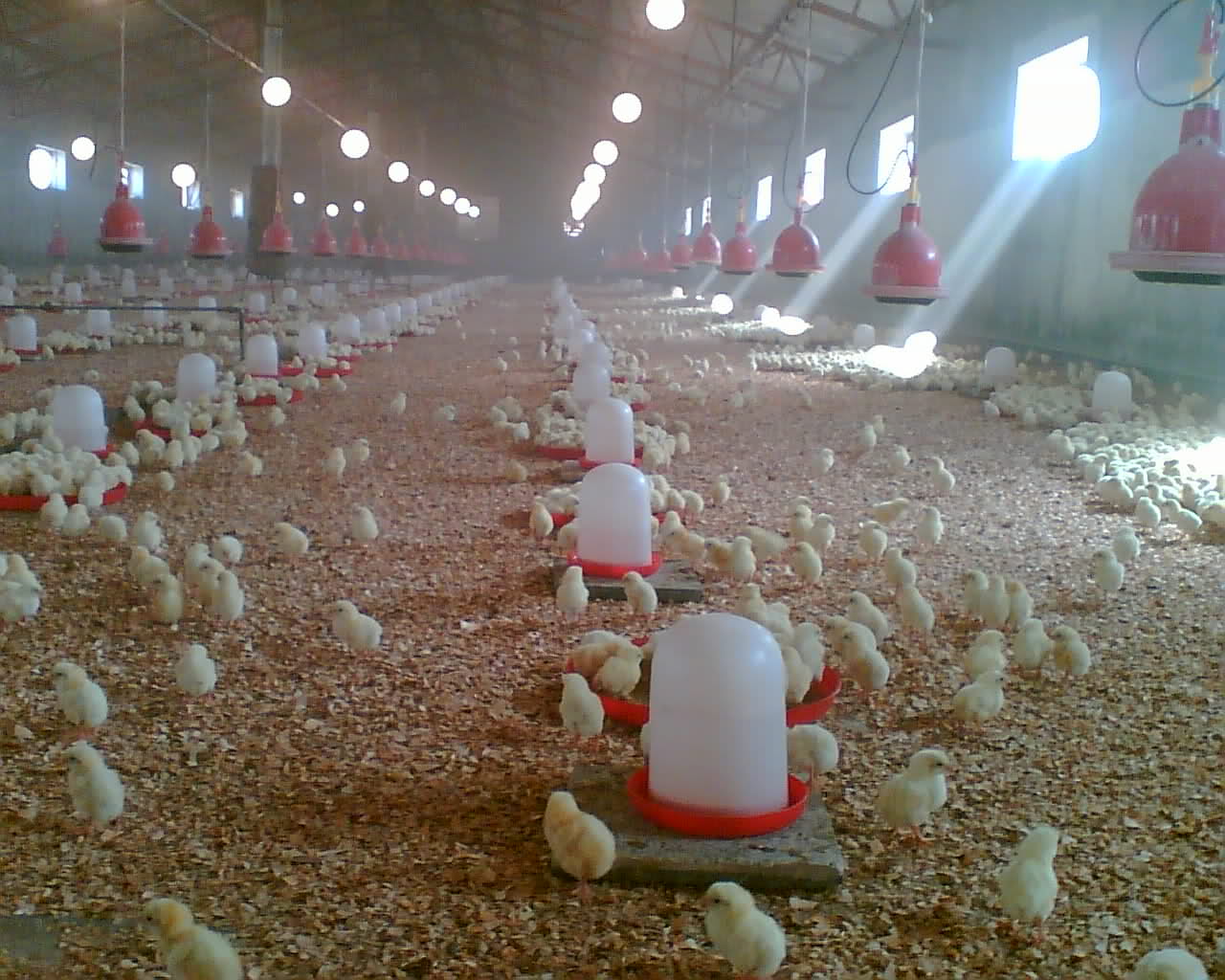 Small Poultry Farm Business