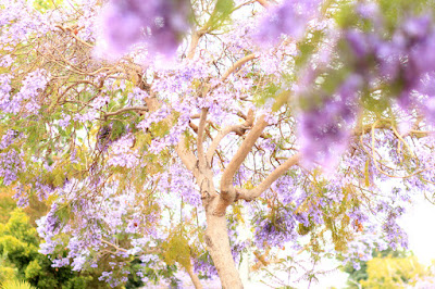 Purple Jacaranda Trees in Santa Monica, CA.