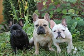 Lifespan Of French Bulldogs - Top French Bulldog Facts