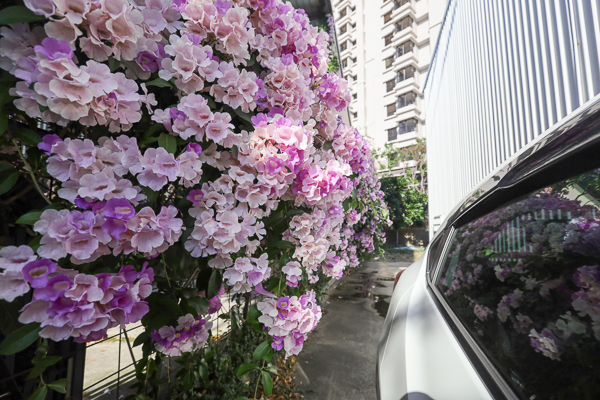 台中南屯蒜香藤秘境，綿延30公尺蒜香藤花牆，綠的傢俱向上店旁