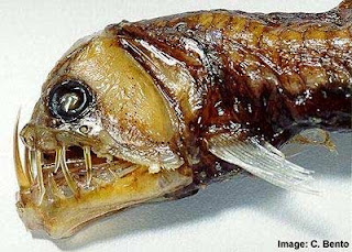 Viperfish